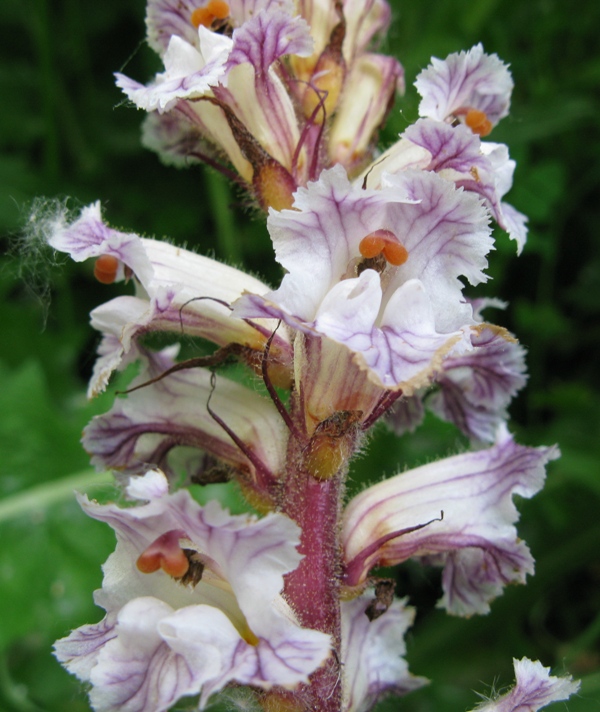 Che fiore  questo ? complicato - Orobanche